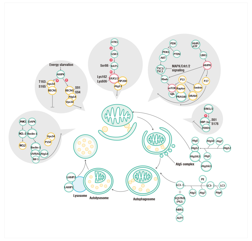 Autophagy Pathway - Antibodies.com