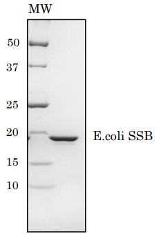 Recombinant E. coli SSB Protein (Functional)