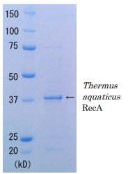 Recombinant Thermus aquaticus RecA Protein (Functional)