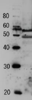 Anti-Tfg2 Antibody