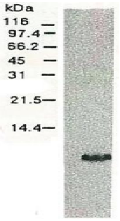 Anti-Hepatitis C Virus NS4a Antibody [S4-13]