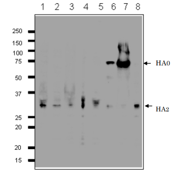 Anti-Influenza B Virus Hemagglutinin Antibody [1H12]