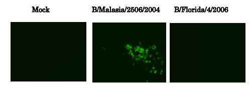 Anti-Influenza B Virus Hemagglutinin Antibody [10B8]