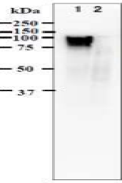 Anti-Varicella Zoster Virus gE Antibody [#9]