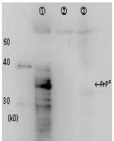 Anti-Prion protein PrP Antibody [2C5-5]