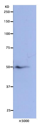 Anti-Nuf2 Antibody