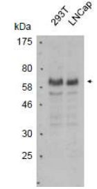 Anti-PIAS4 Antibody [10-24.6]