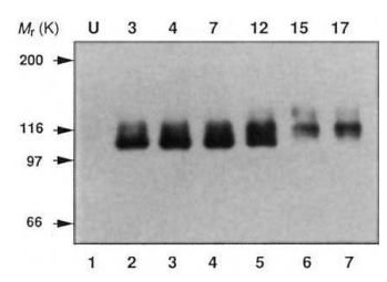 Anti-Amyloid Precursor Protein Antibody