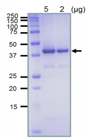 Recombinant E. coli RecA Protein (Functional)