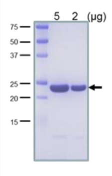 Recombinant E. coli LexA Repressor Protein (Functional)