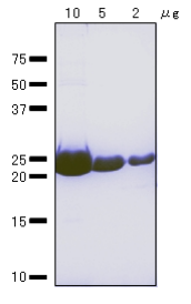 Recombinant E. coli RuvA Protein (Functional)