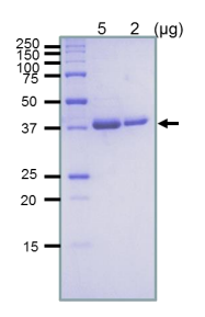 Recombinant E. coli RuvB Protein (Functional)