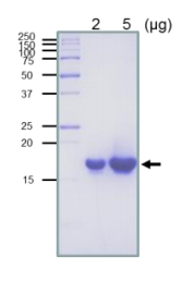 Recombinant E. coli RuvC Protein (Functional)