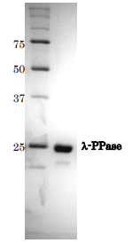 Recombinant Lambda Protein Phosphatase (Functional)