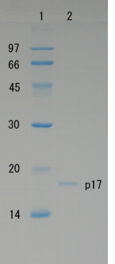 Recombinant HIV-1 Gag p17 Protein