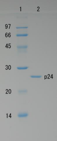 Recombinant HIV-1 Gag p24 Protein