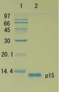 Recombinant HIV-1 Gag p15 Protein