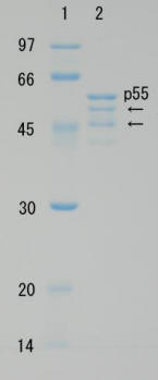 Recombinant HIV-1 Gag p55 Protein