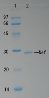 Recombinant HIV-1 Nef Protein