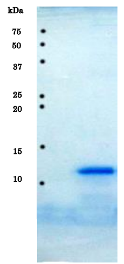 Recombinant HIV-1 Protease Protein (Functional)