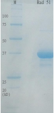 Recombinant Human Rad51 Protein (Functional)