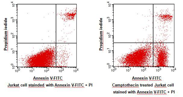 Annexin V-FITC Apoptosis Detection Kit