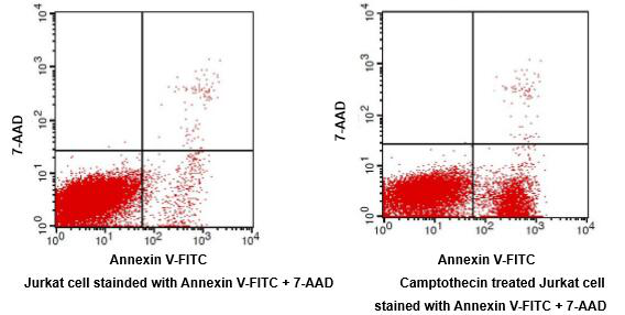 Annexin V-FITC Apoptosis Detection Kit