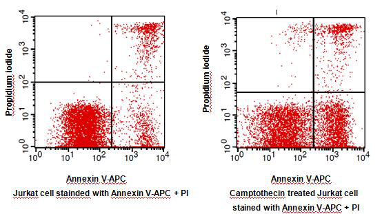 Annexin V-APC Apoptosis Detection Kit