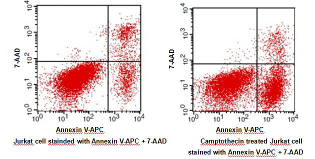 Annexin V-APC Apoptosis Detection Kit