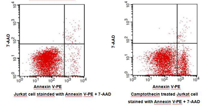 Annexin V-PE Apoptosis Detection Kit