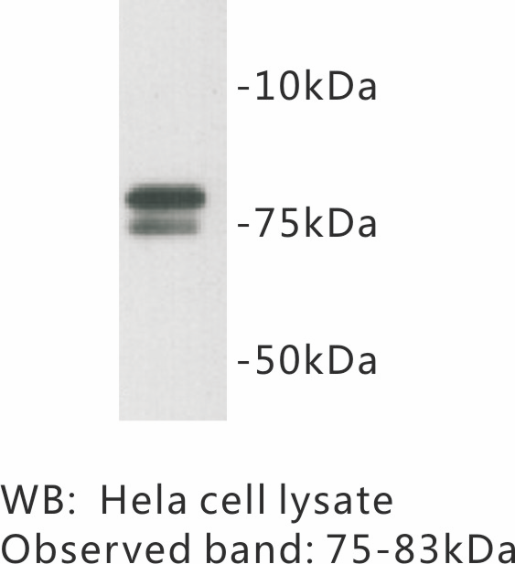 Anti-GOLGA5 Antibody [G-13]