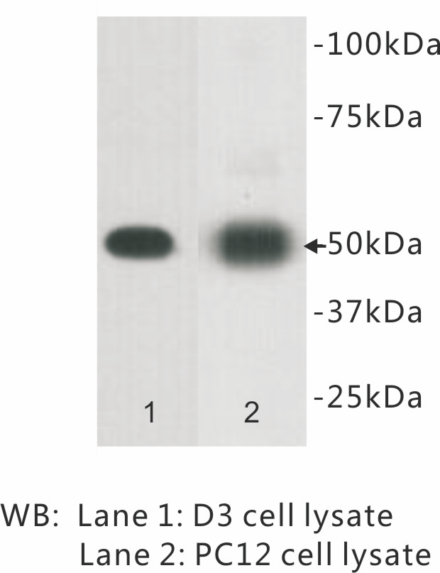 Anti-CD271 Antibody