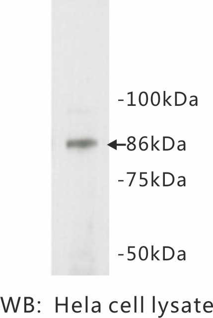 Anti-STAT3 Antibody