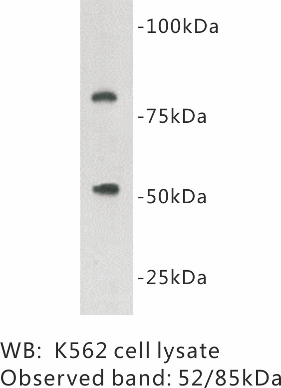 Anti-Protein C Antibody