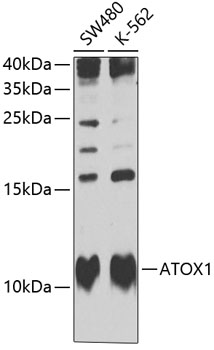 Anti-ATOX1 Antibody