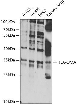 Anti-HLA DMA Antibody