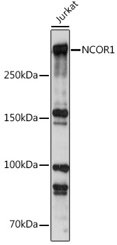 Anti-Nuclear Receptor Corepressor NCoR Antibody