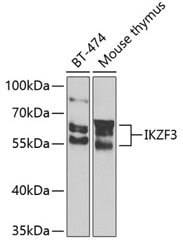 Anti-IKZF3 Antibody