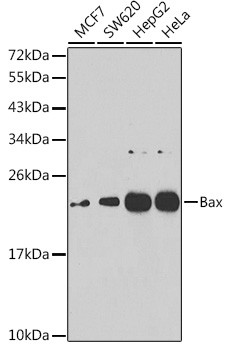 Anti-Bax Antibody