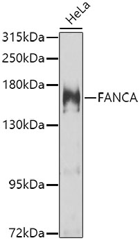 Anti-FANCA / FAA Antibody