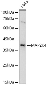 Anti-MEK4 / MKK4 Antibody