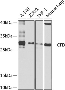 Anti-Factor D / CFD Antibody