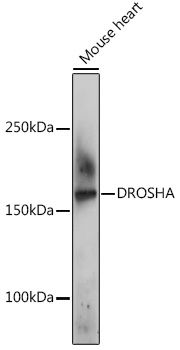 Anti-Drosha Antibody