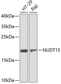 Anti-NUDT15 Antibody