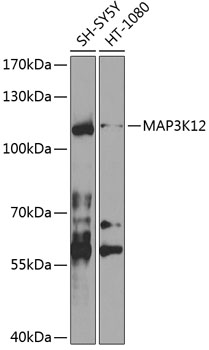 Anti-MAP3K12 Antibody