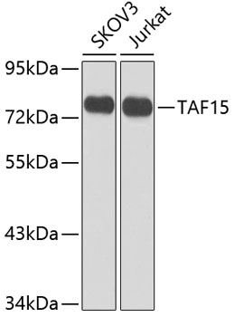 Anti-TAF15 Antibody