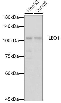 Anti-LEO1 / RDL Antibody