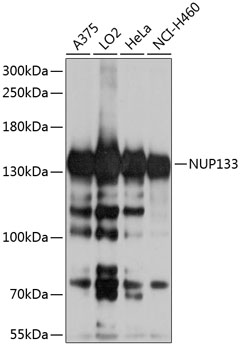 Anti-NUP133 Antibody