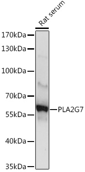 Anti-PLA2G7 Antibody