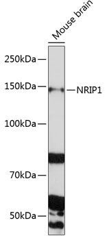 Anti-RIP140 Antibody